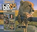 Stars of Big Cat Diary