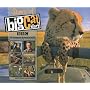 Stars of Big Cat Diary