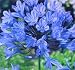BLUE AFRICAN LILY OF THE NILE 30 SEEDS