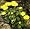 Leopard's Bane 8 Plants