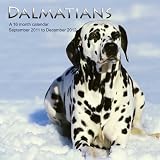 Dalmatiner - Dalmatians 2012 Kalender