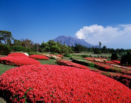 《オリジナルプリント》ツツジ咲く吉野公園と桜島（鹿児島県/鹿児島市）