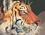 Dimensions Needlecrafts Paintworks Paint By Number, Regal Tiger