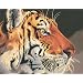Dimensions Needlecrafts Paintworks Paint By Number, Regal Tiger