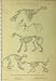 Skeleton C1890 Beasts Seal Lion Bat Coati-Mondi Lotong