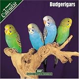 Budgerigar 2007 Wall Calendar