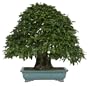 Brussel's Korean Hornbeam Specimen Tree