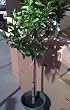 Meyer Lemon Tree Topiary by Monrovia Growers, Five Gallon Container