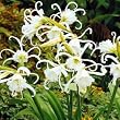 Peruvian White Daffodil Bulb - Ismene festalis-Spidery!