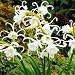 Peruvian White Daffodil Bulb - Ismene festalis-Spidery!