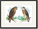 Black Framed/Matted Print 17x23, Hen Hawk and Swainson's Hawk