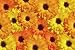 Wildflowers - 24