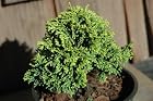Chamaecyparis Obtusa Rainbow - Dwarf Hinoki Cypress Tree - Pot Size 4 Inch
