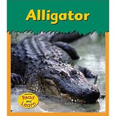 Alligator