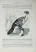 Cassell'S Birds C1870 Gallinaceous Hoactzin Stink Bird
