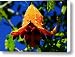 Little Orange Lantern Opening Canvas Print / Canvas Art - Artist David Lee Thompson