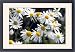 Framed Prints of ME-1683 German Chamomile flowers from Ardea Wildlife Pets