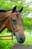 HDR Fancy Raised Padded Bridle W/ Laced Reins Pro