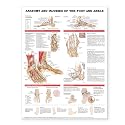 Anatomy and Injuries of the Foot and Ankle Anatomical Chart