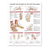 Anatomy and Injuries of the Foot and Ankle Anatomical Chart