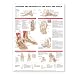 Anatomy and Injuries of the Foot and Ankle Anatomical Chart