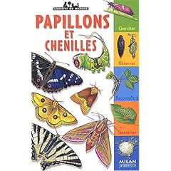 Papillons et chenilles