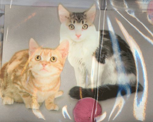 Kitty Cats Shower Curtain (Kitty Cat)