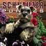 Schnauzer Puppies 2005 Wall Calendar
