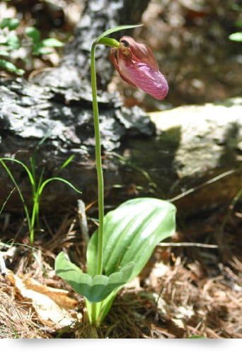 Pink ladys slipper (Giclee Art Print), Spyder Ayotte