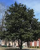 MAGNOLIA 'SOUTHERN' / 2 gallon Potted