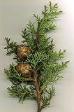 Amazon / Emerald Goddess Gardens: Italian Tuscan Cypress Tree Plant 4 Inch Pot Cupressus sempervirens