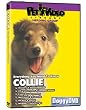 COLLIE DVD! + Dog & Puppy Training Bonus (Doggy DVD)