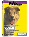 COLLIE DVD! + Dog & Puppy Training Bonus (Doggy DVD)