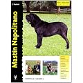 Mastin Napolitano / Neapolitan Mastiff (Excellence)