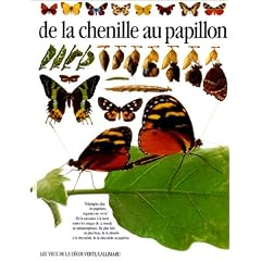 De la chenille au papillon