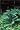 Fern Grower's Manual: Revised and Expanded Edition