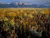 Wallmonkeys Peel and Stick Wall Decals - Grand Teton National Park - 24