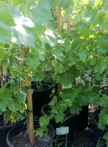 Thompson Seedless Grapevines