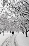Blank Book Snowy Path