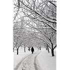 Click here to buy Blank Book Snowy Path by  Rh Value Publishing.