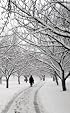 Blank Book Snowy Path