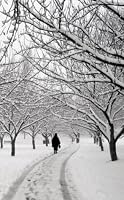 Blank Book Snowy Path