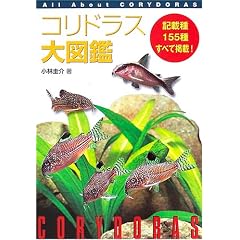 �R���h���X��}�Ӂ\All About Corydoras
