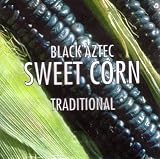 Organic Black Aztec Sweet Corn 120 Seeds