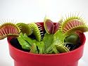 Carnivorous Venus Fly Trap Plant