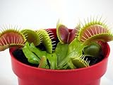 Venus Fly Trap Plant - CARNIVOROUS - Dionaea - 2
