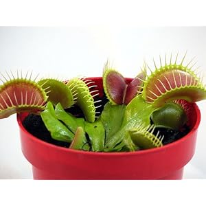 Venus Fly Trap Plant – CARNIVOROUS -Dionaea – 2″ pot