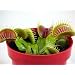 Venus Fly Trap Plant - CARNIVOROUS - Dionaea - 2" pot"