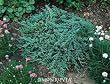 Icee Blue Juniper Plant, One Gallon Container by Monrovia Growers