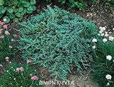 Icee Blue Juniper Plant, One Gallon Container by Monrovia Growers